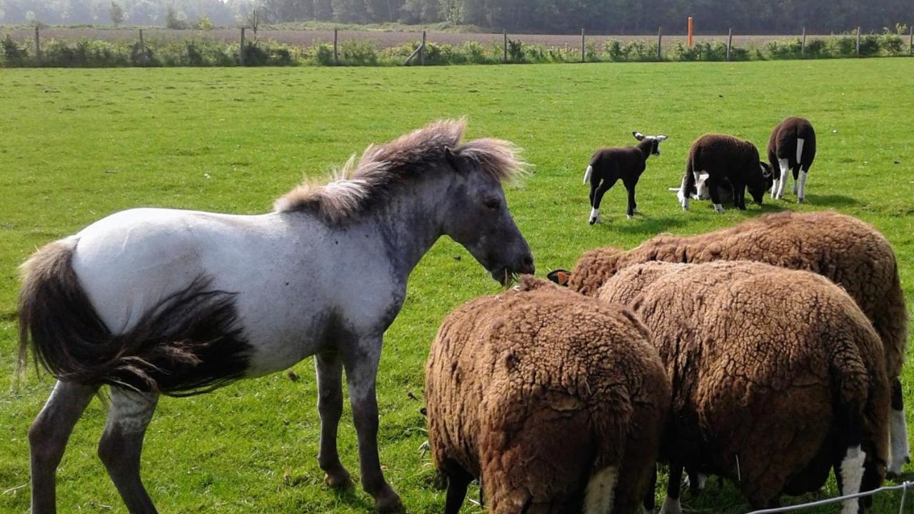 B & B Victors Hof, Met Zwemvijver In Landelijke Setting Lievegem Luaran gambar